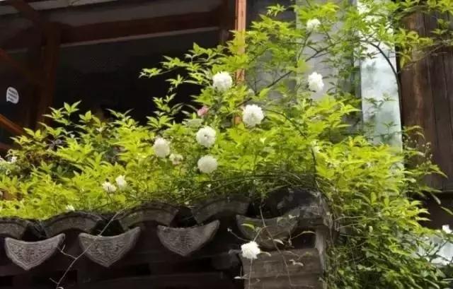 這樣的院子，只有中國人駕馭得了它！
